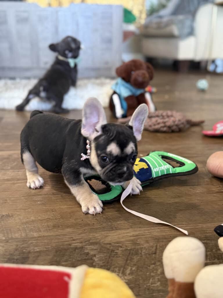 Whitney | Black & Tan French Bulldog Female | Available in February 5th, 2026