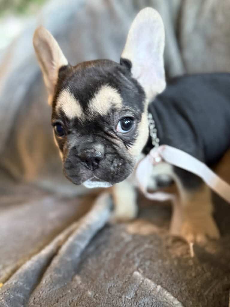 Whitney | Black & Tan French Bulldog Female | Available in February 5th, 2026