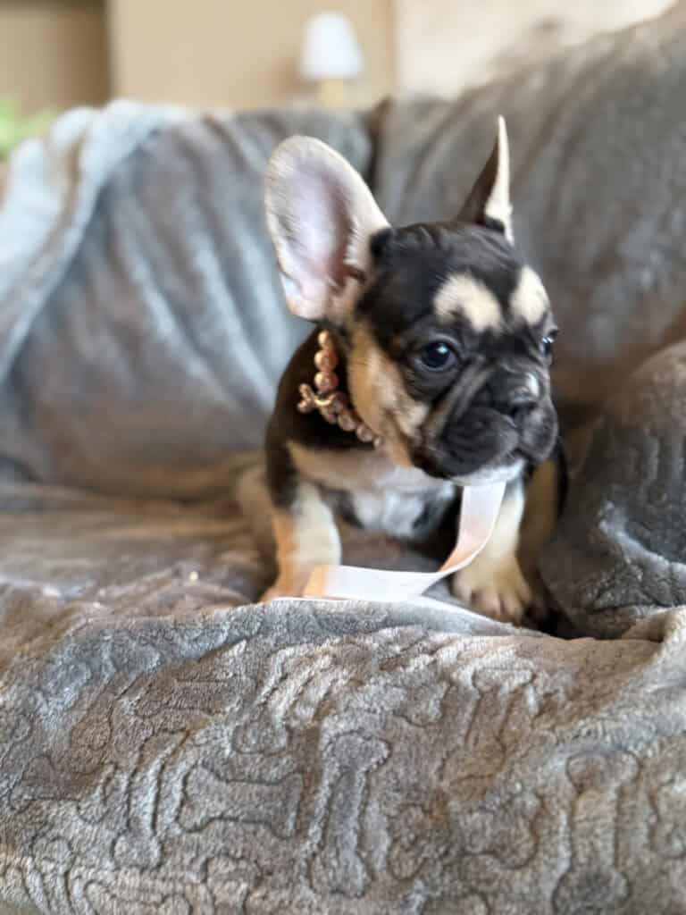 Whitney | Black & Tan French Bulldog Female | Available in February 5th, 2026