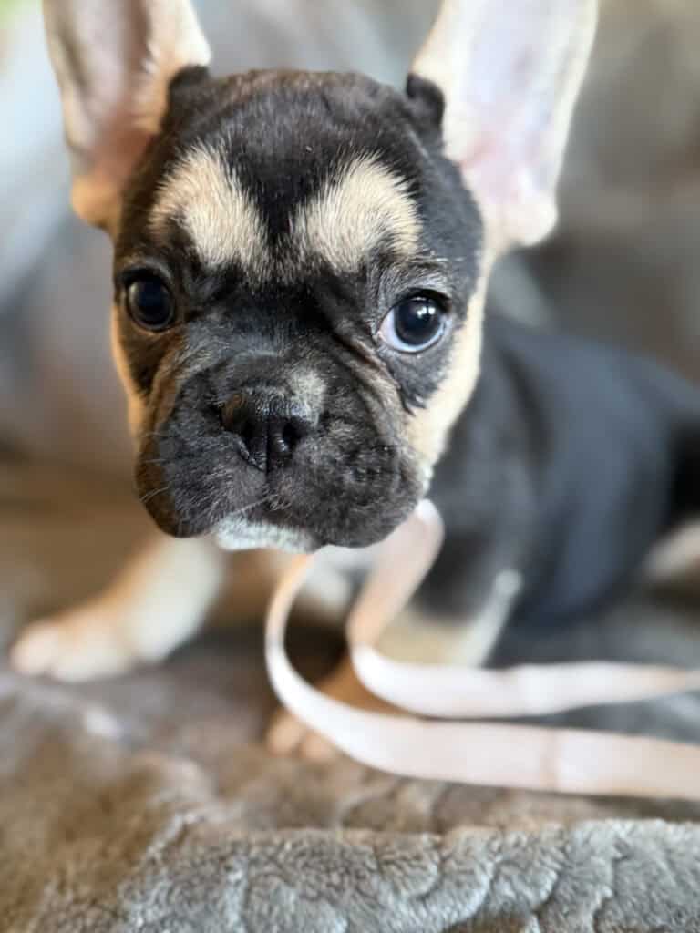 Whitney | Black & Tan French Bulldog Female | Available in February 5th, 2026