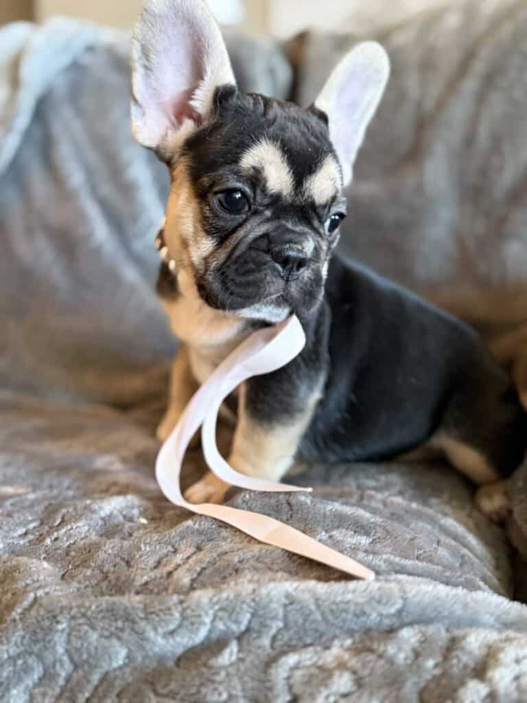 Whitney | Black & Tan French Bulldog Female | Available in February 5th, 2026