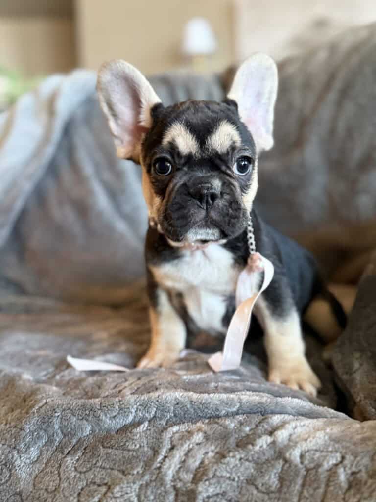 Whitney | Black & Tan French Bulldog Female | Available in February 5th, 2026