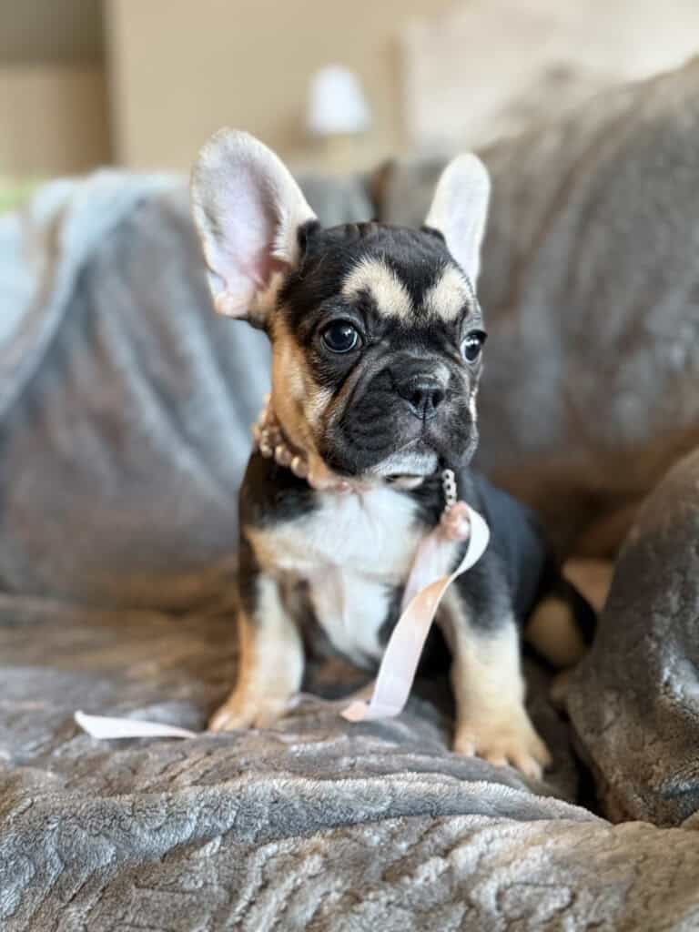 Whitney | Black & Tan French Bulldog Female | Available in February 5th, 2026