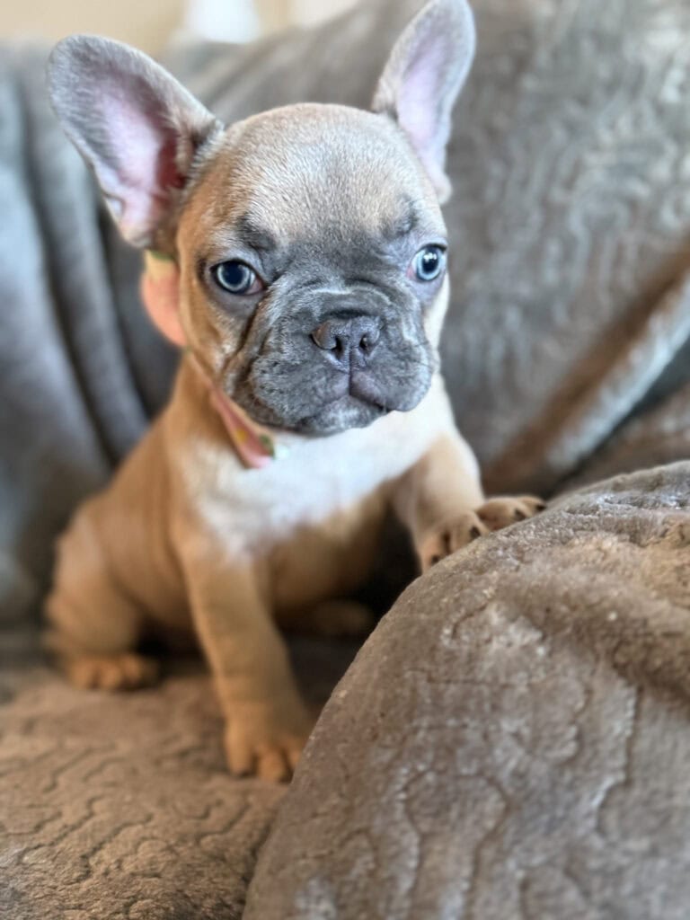 Yana | Blue Fawn French Bulldog Female | Available in January 26th, 2026