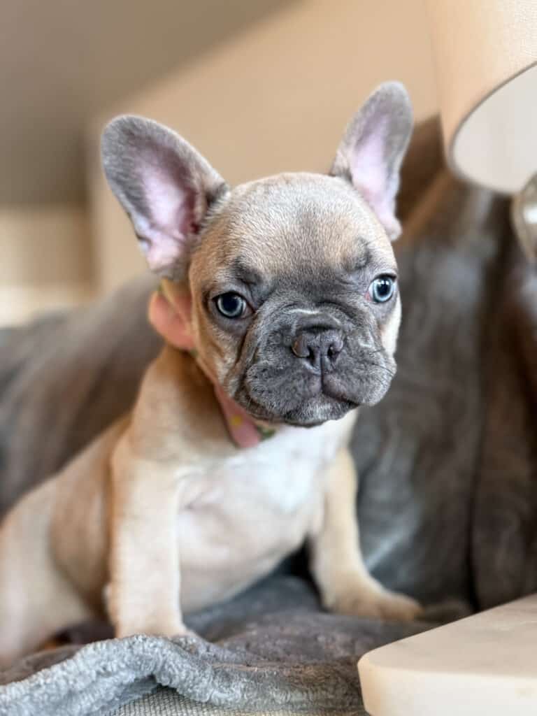 Yana | Blue Fawn French Bulldog Female | Available in January 26th, 2026