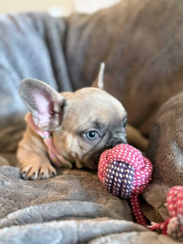Yana | Blue Fawn French Bulldog Female | Available in January 26th, 2026