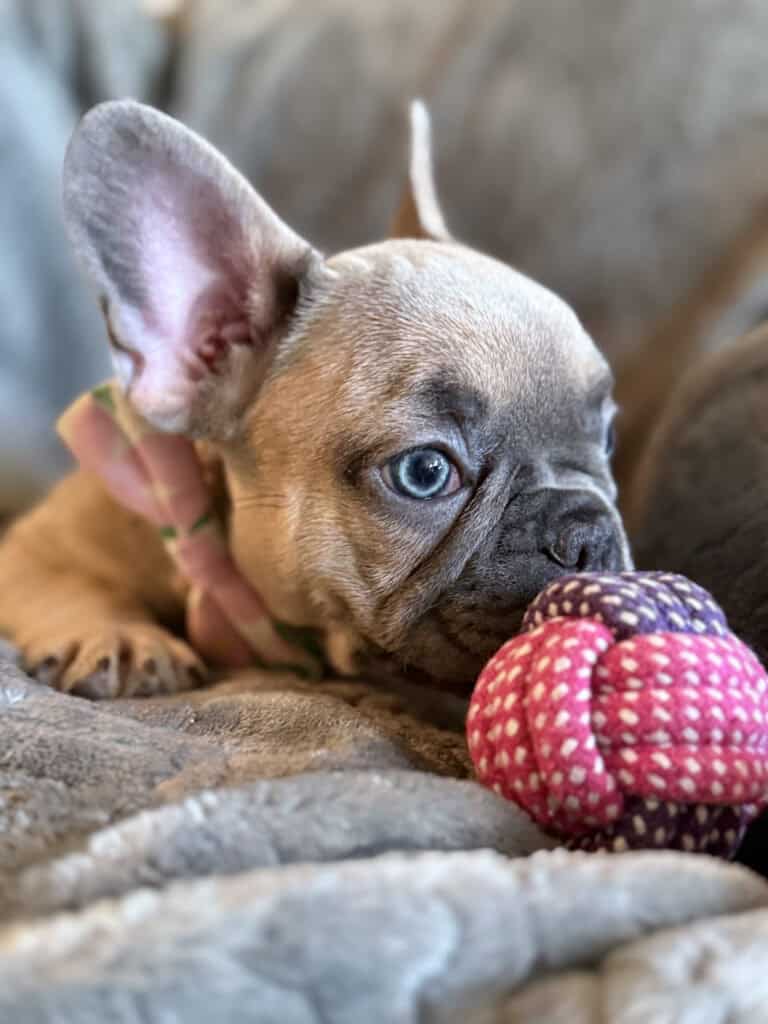 Yana | Blue Fawn French Bulldog Female | Available in January 26th, 2026