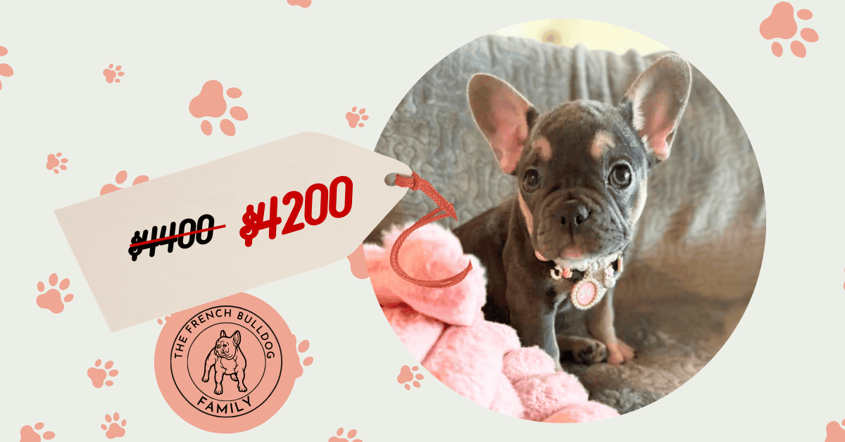 Birdie | Blue & Tan Fluffy French Bulldog Female | The Sweet & Gentle