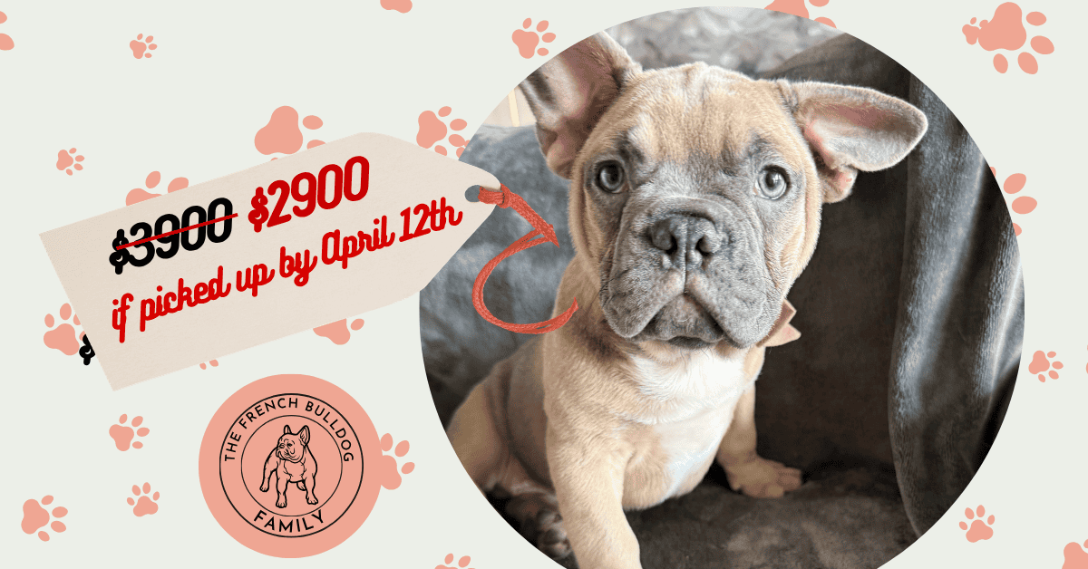 Yaro | Lilac Fawn French Bulldog Male | Available Now | Gentle Giant