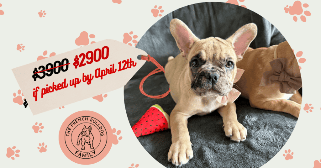 Vesper | Fawn Merle French Bulldog Male | Available Now | True Teddy-Bear Personality