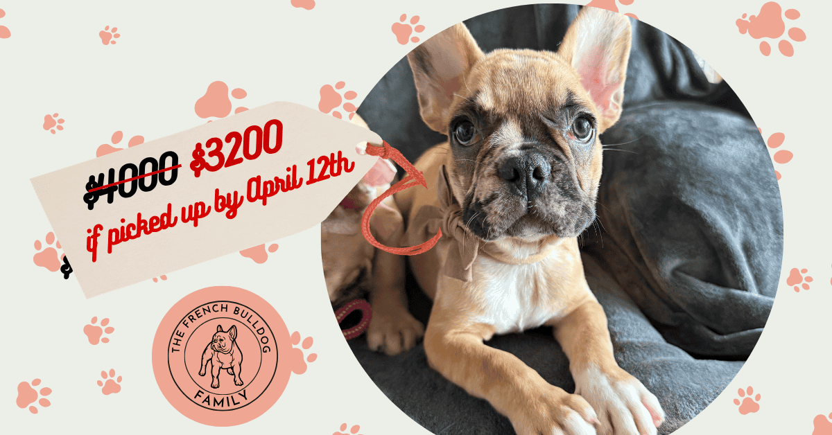 Vinny | Fawn Merle French Bulldog Male | Available Now | Endearingly Goofy