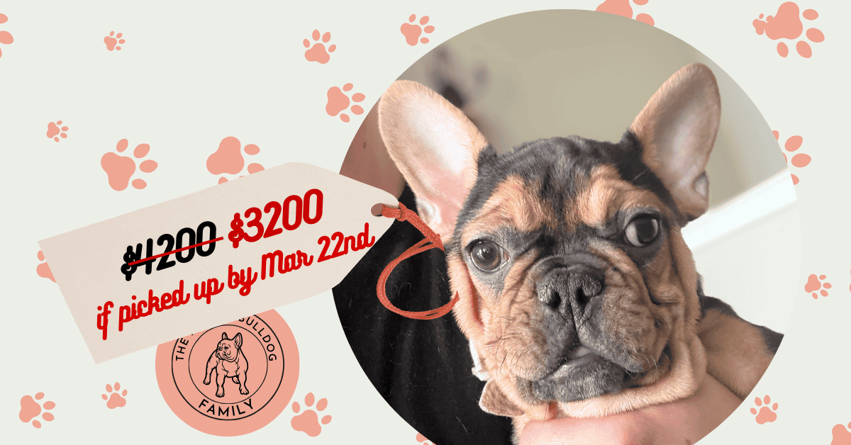 Sam | Black & Tan French Bulldog Male | Available Now