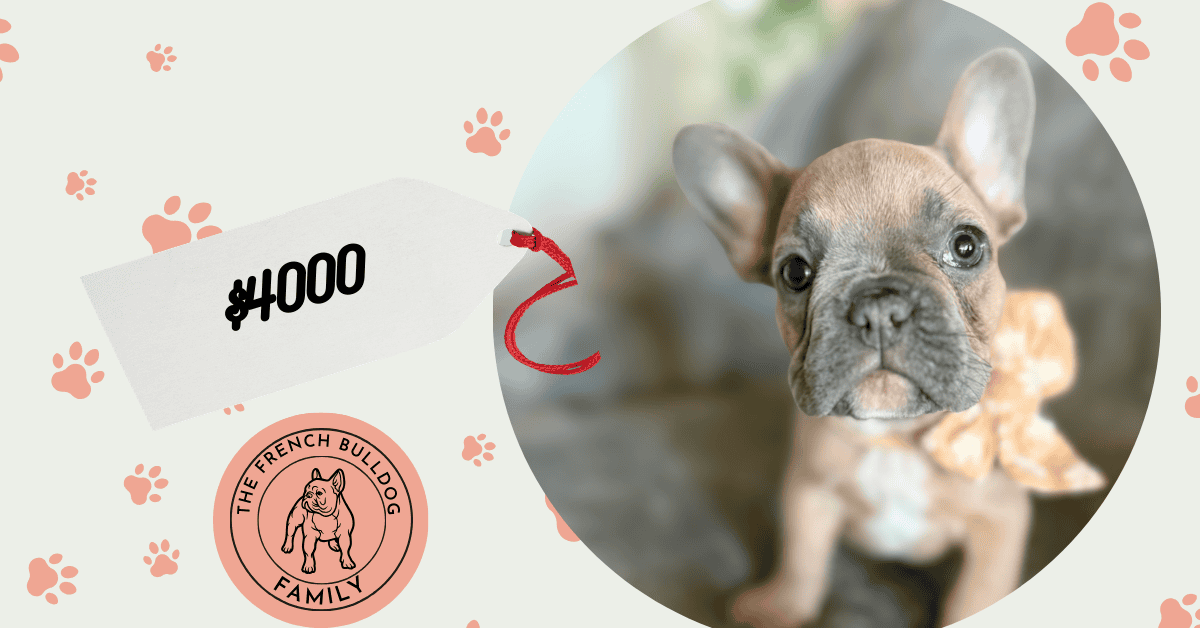 Franko | Blue Fawn French Bulldog Male | Available Feb 27th, 2026