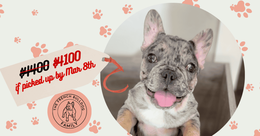 Umberto | Blue Merle & Tan French Bulldog Male | Available Now