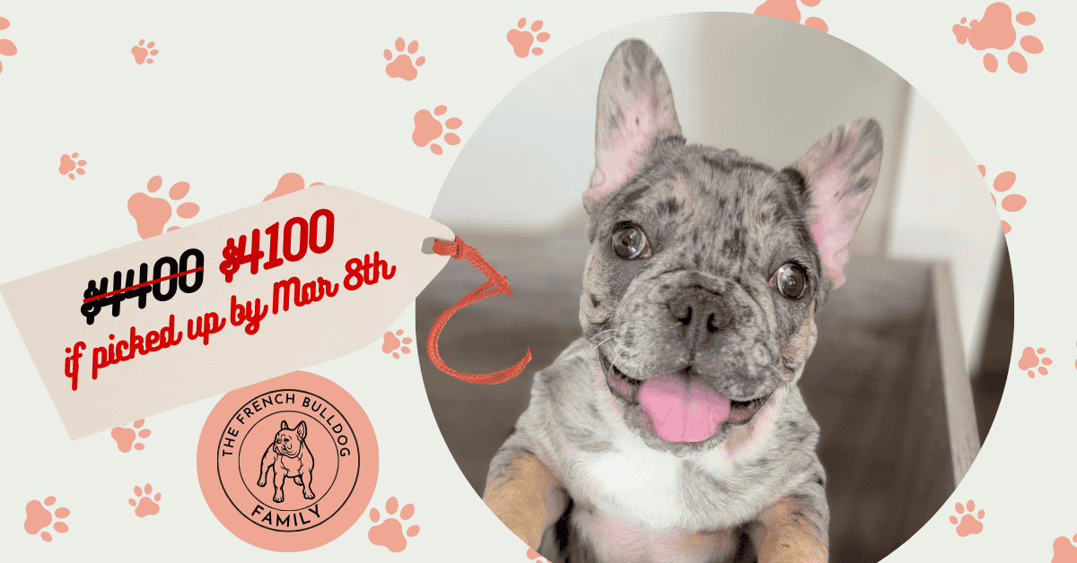 Umberto | Blue Merle & Tan French Bulldog Male | Available Now