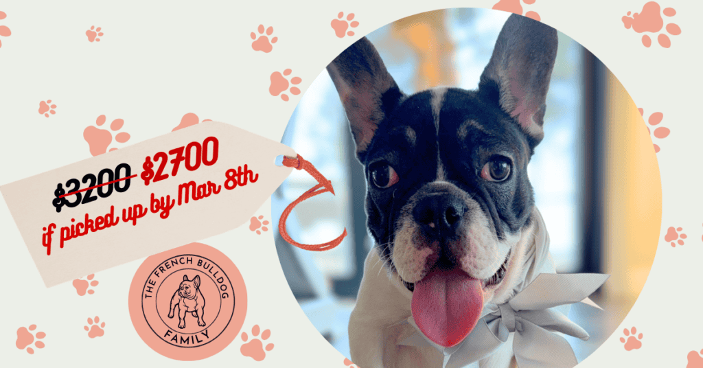 Nash | Brindle Pied French Bulldog Male | Available Now