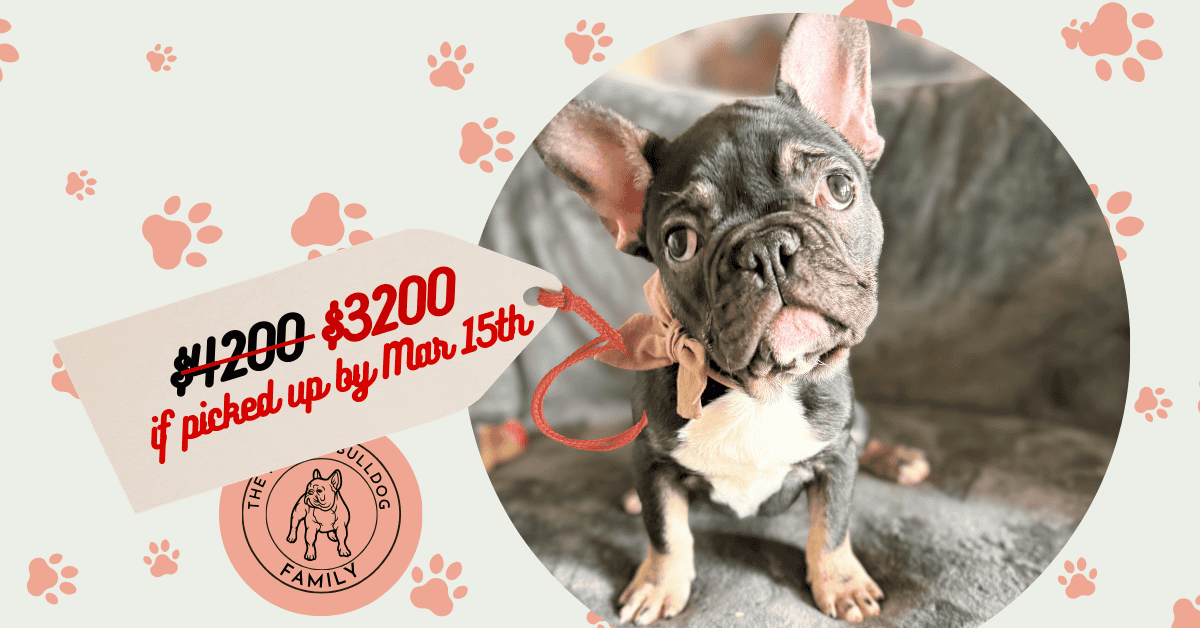 Uno | Black & Tan French Bulldog Male | Available Now