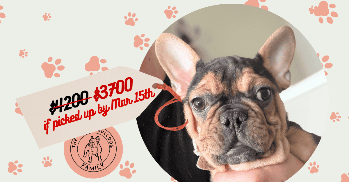 Sam | Black & Tan French Bulldog Male | Available Now