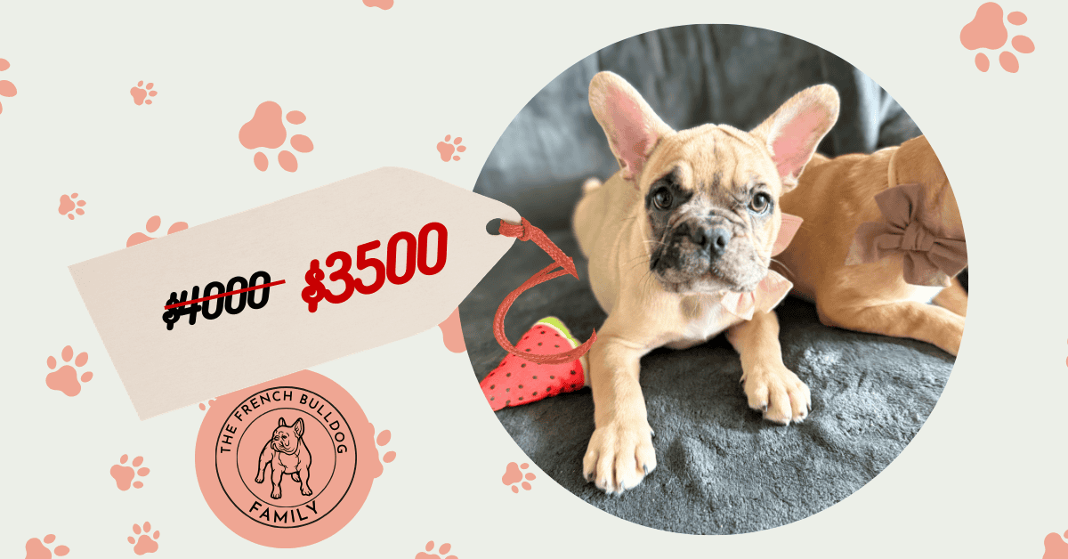 Vesper | Fawn Merle French Bulldog Male | Available Now