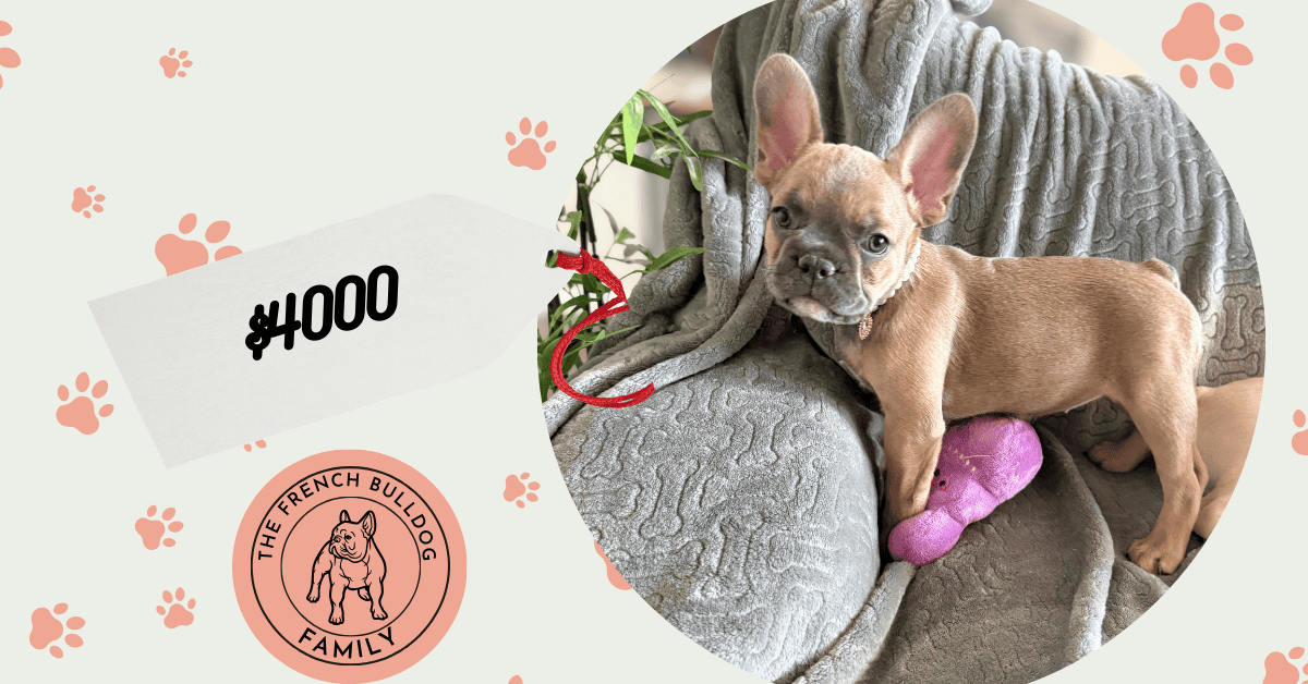 Abby | Sable French Bulldog Female | Available Now