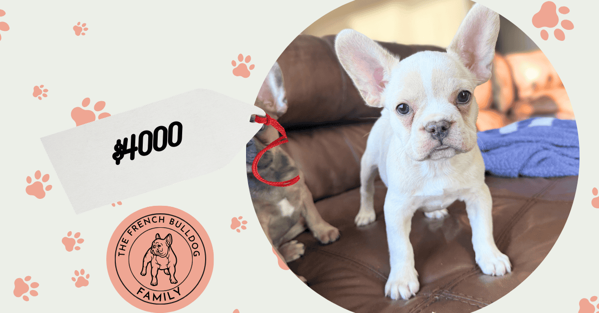 Aaron | Cream French Bulldog Male | Available Now