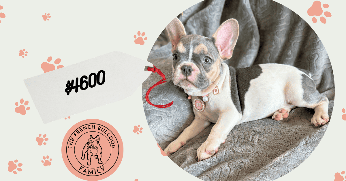 Hailey | Blue Pied Tan French Bulldog Female | Available