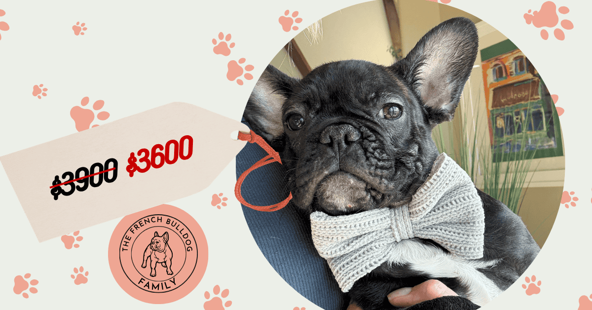 Cooper | Brindle French Bulldog Male | Available Now