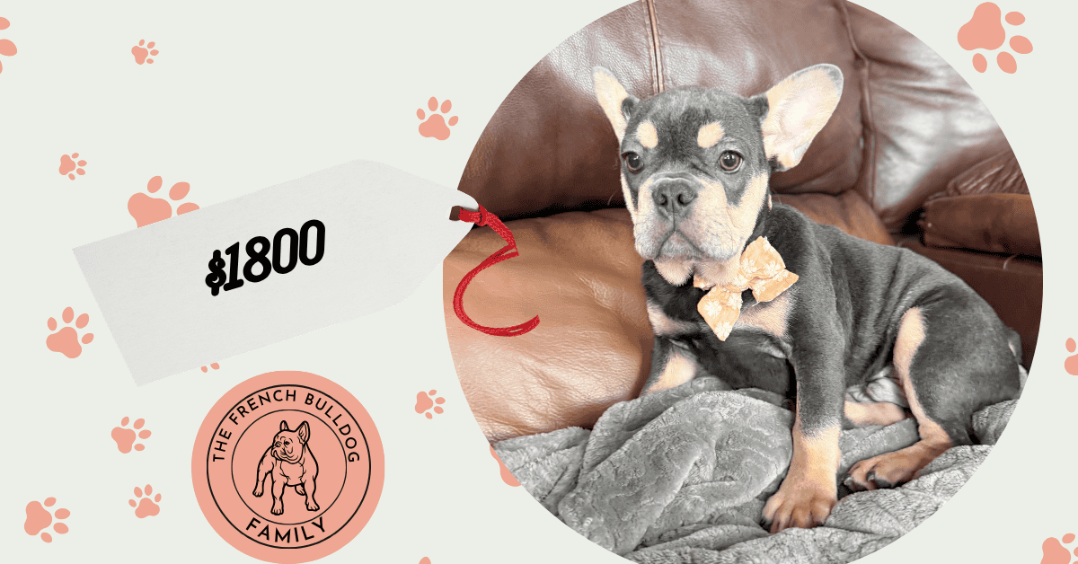 Bentley | Blue & Tan French Bulldog Male | The Active One
