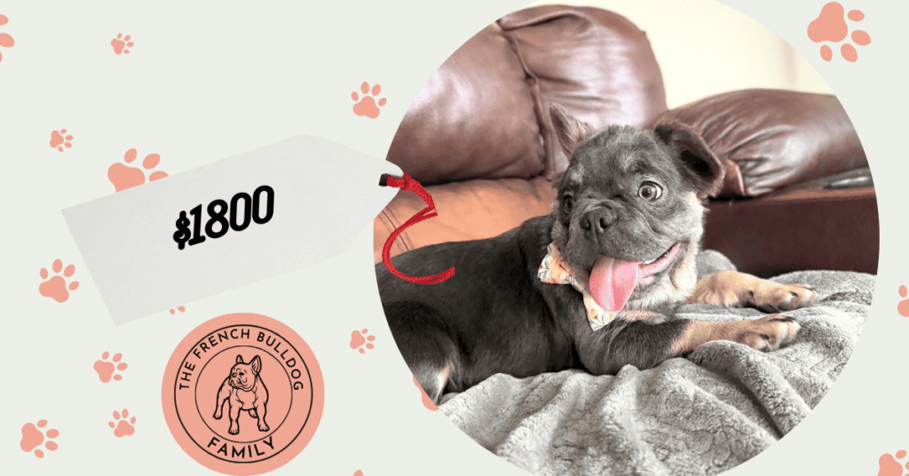 Beau | Blue & Tan Fluffy French Bulldog Male | The Playful