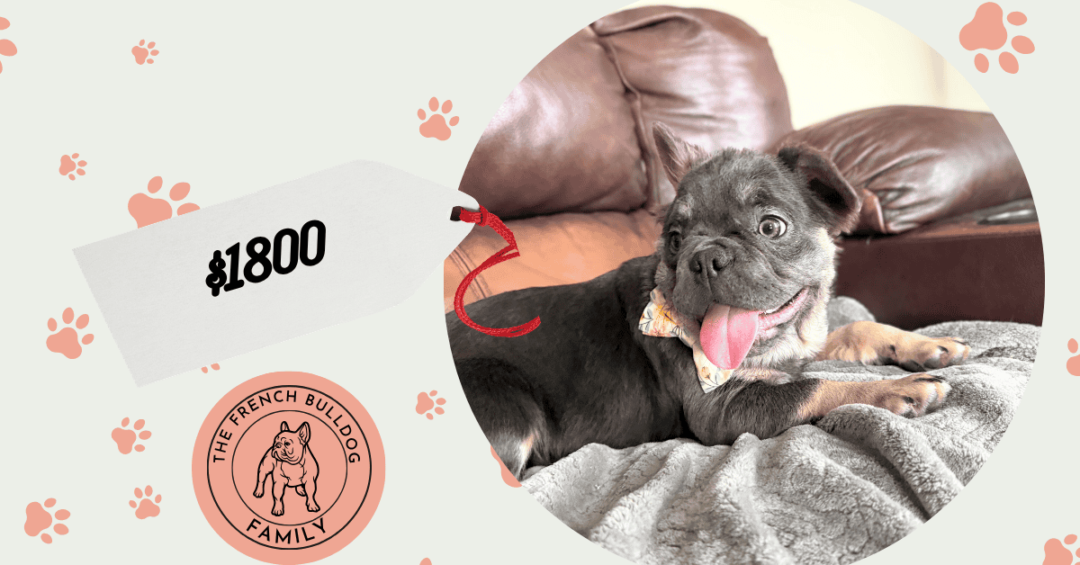 Beau | Blue & Tan Fluffy French Bulldog Male | The Playful