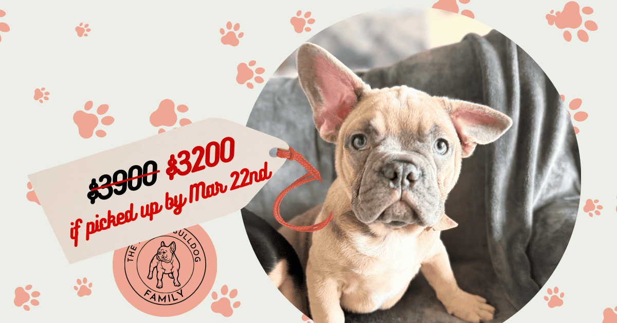 Yaro | Lilac Fawn French Bulldog Male | Available Now | Gentle Giant