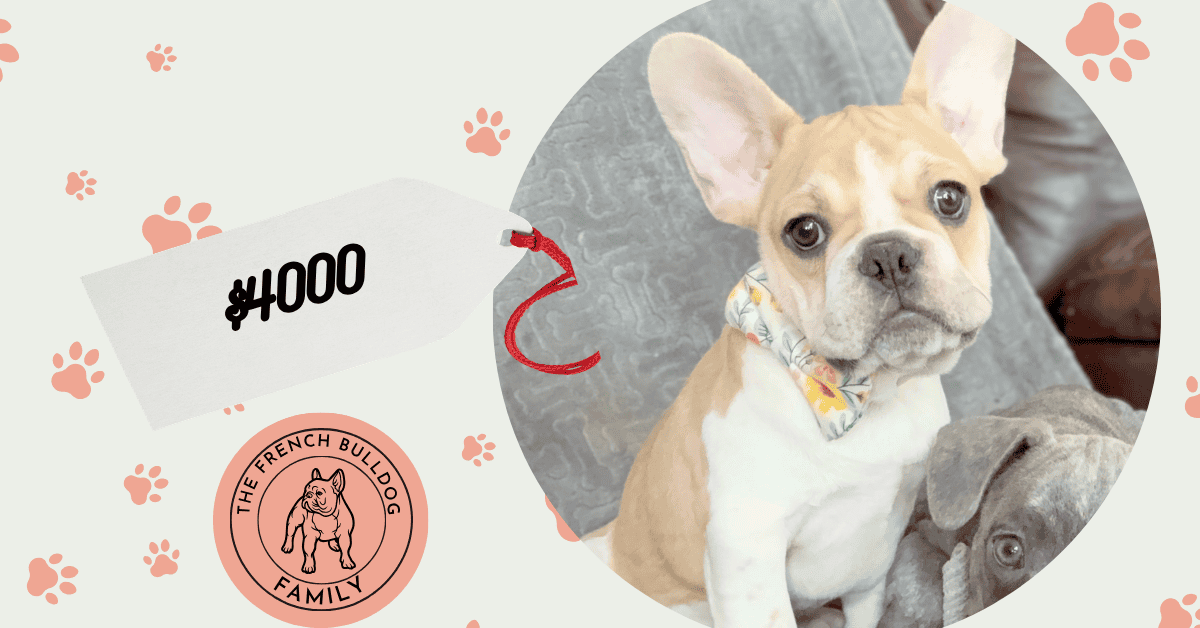 Hank | Fawn & White French Bulldog Male | Available | The Gentleman