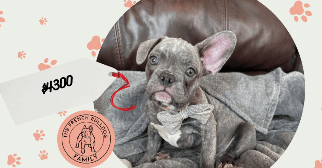 Huxley | Blue Brindle French Bulldog Male | Available | The Gentleman