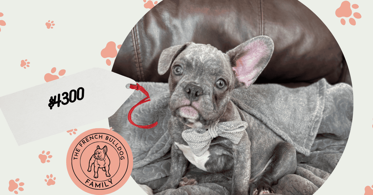 Huxley | Blue Brindle French Bulldog Male | Available | The Gentleman