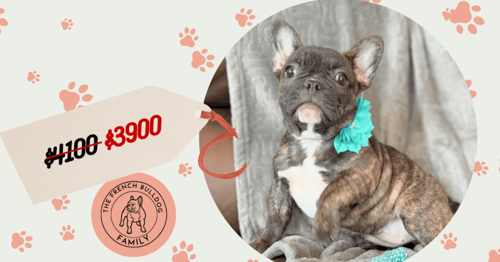 Estelle | Reverse Brindle French Bulldog Female | Available Now