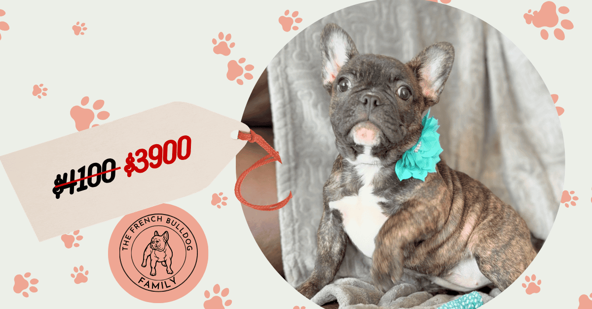 Estelle | Reverse Brindle French Bulldog Female | Available Now