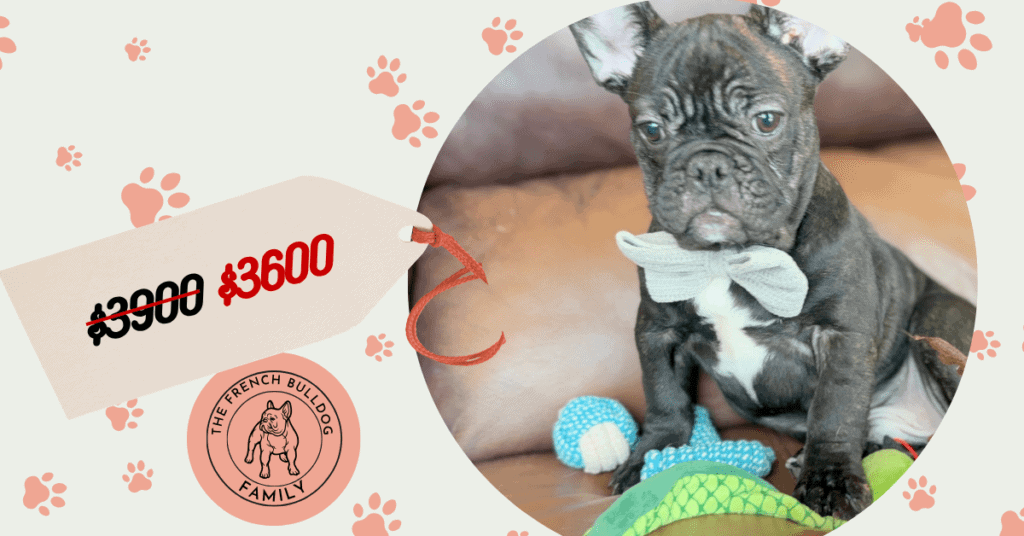 Cooper | Brindle French Bulldog Male | Available Now