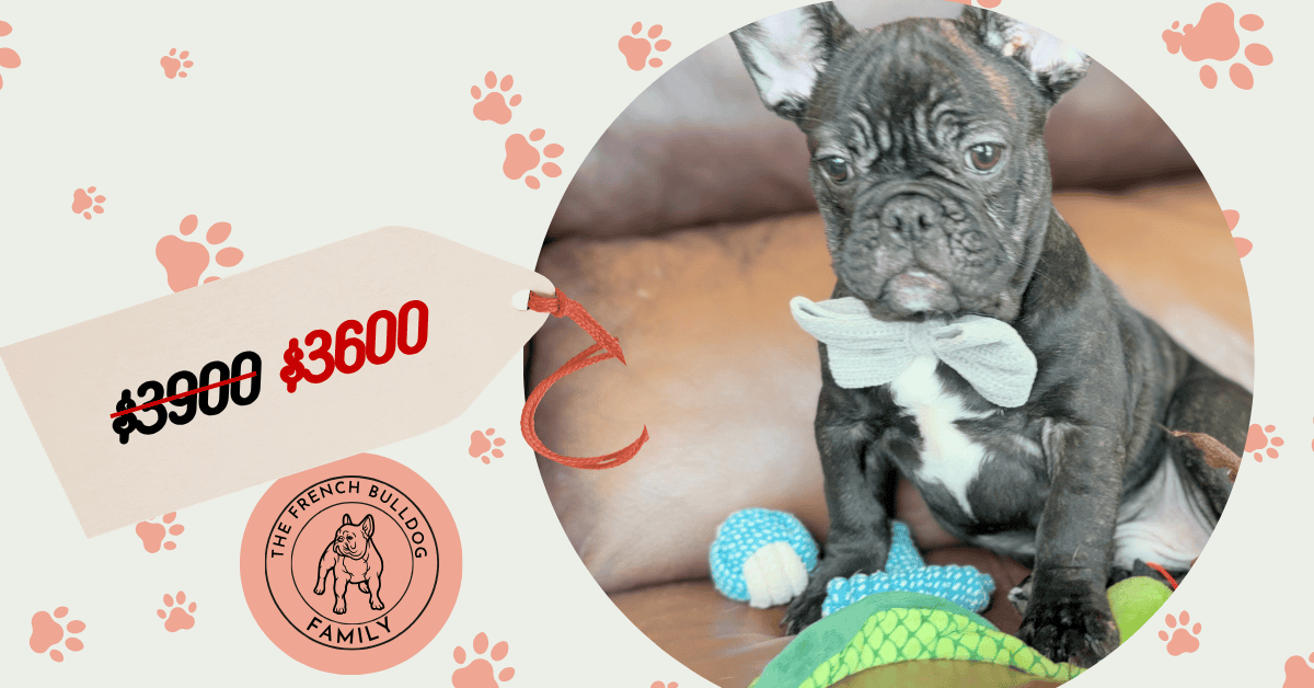 Cooper | Brindle French Bulldog Male | Available Now | Silly Sweetheart