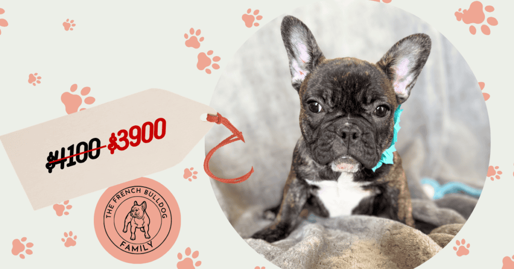 Estelle | Reverse Brindle French Bulldog Female | Available Now