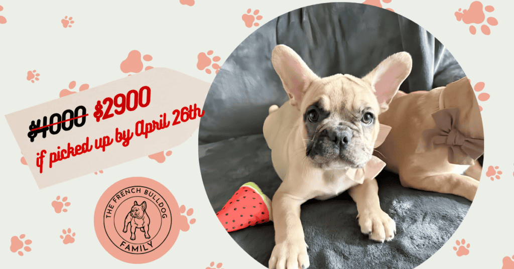 Vesper | Fawn Merle French Bulldog Male | Available Now | True Teddy-Bear Personality