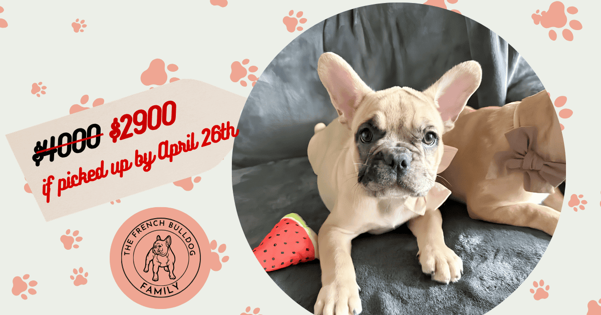 Vesper | Fawn Merle French Bulldog Male | Available Now | True Teddy-Bear Personality