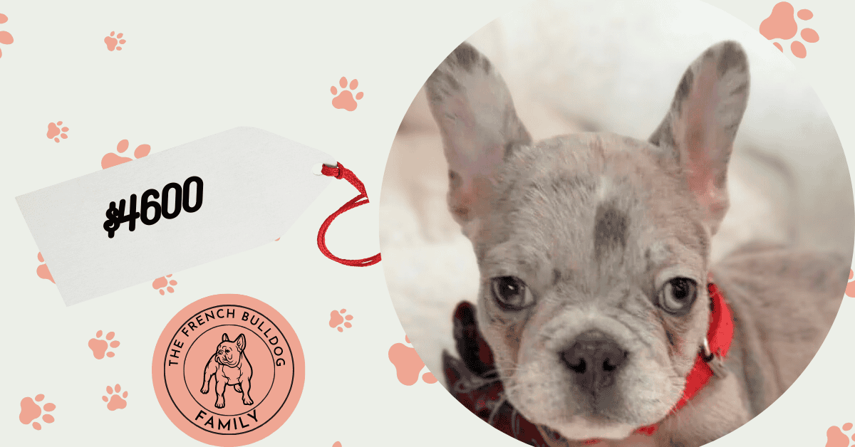 Romeo | Blue Merle French Bulldog Male | Available Now | The Gentle Soul