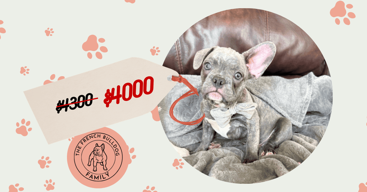 Huxley | Blue Brindle French Bulldog Male | Available | The Gentleman
