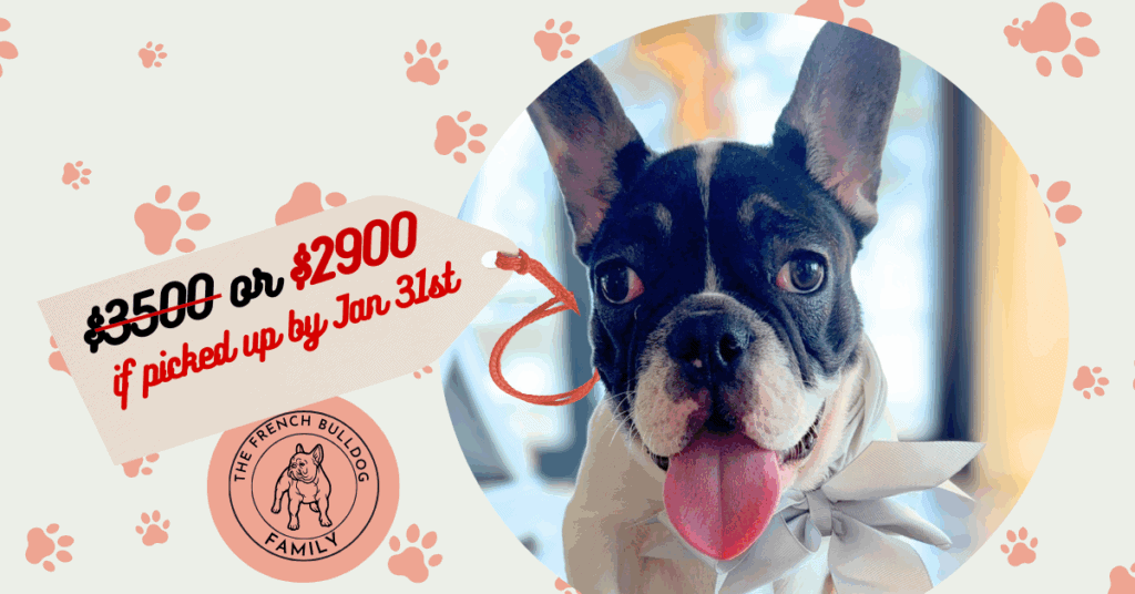 Nash | Brindle Pied French Bulldog Male | Available Now
