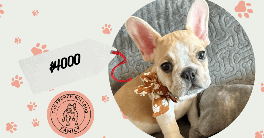 Hank | Fawn & White French Bulldog Male | Available | The Gentleman