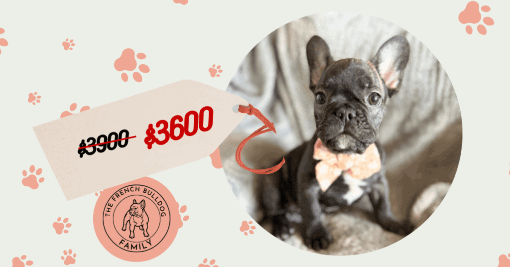 Cooper | Brindle French Bulldog Male | Available Now