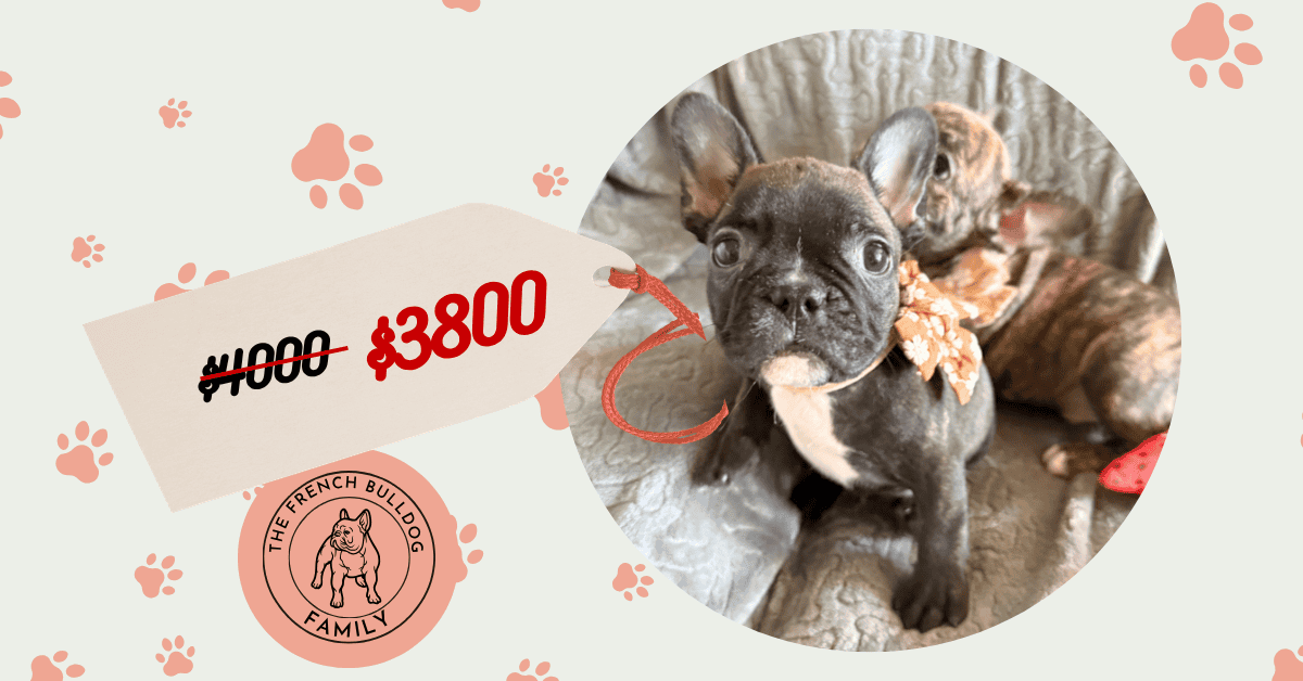 Edison | Brindle French Bulldog Male | Available Now