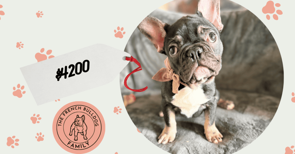 Uno | Black & Tan French Bulldog Male | Available Now