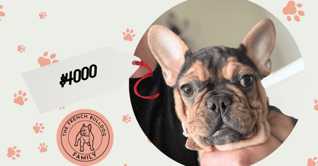 Sam | Black & Tan French Bulldog Male | Available Now