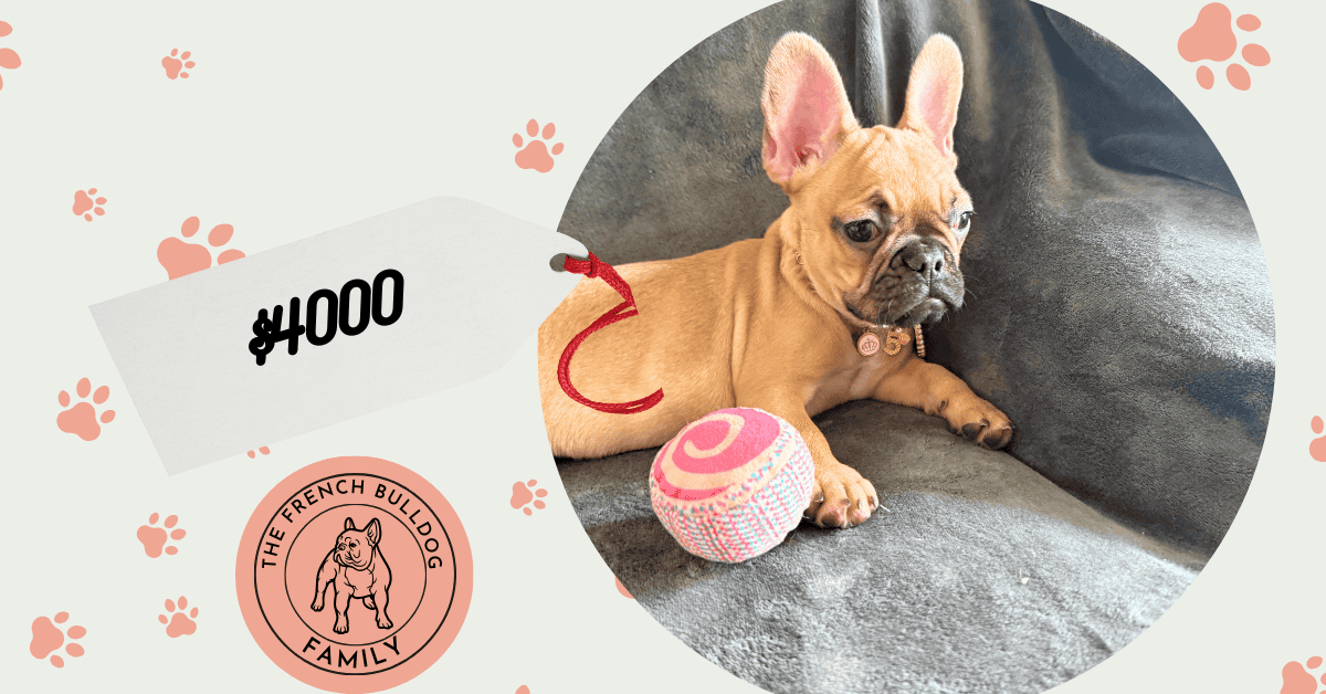 Sophia | Blue Fawn French Bulldog Female | Available Now